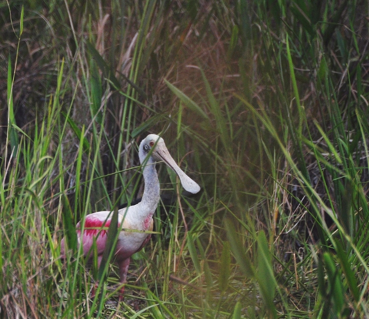 waterfowl